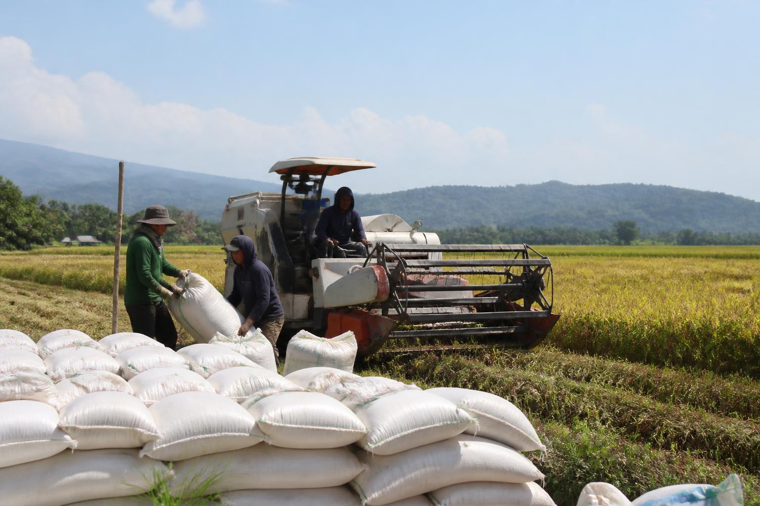 Banggai Surplus Beras, Pemerintah Perkuat Brigade Alsintan untuk Dorong Produksi Petani