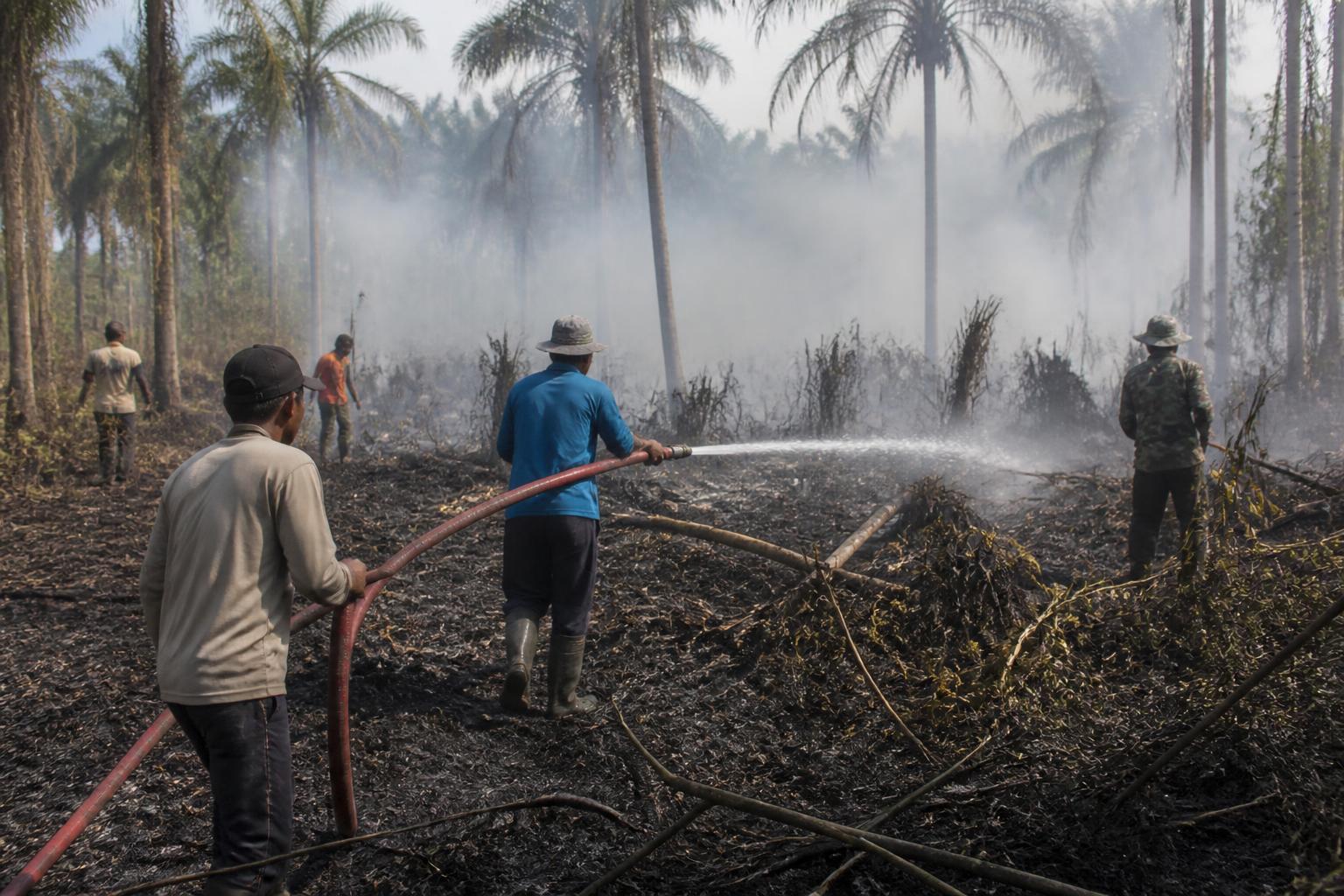 Kebakaran Lahan di Moutong Barat Parimo Hanguskan Sekitar Satu Hektare Kebun Kelapa