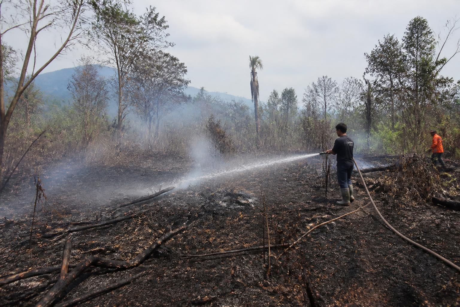 Karhutla di Santigi Parimo Hanguskan Tanaman Produktif, Api Berhasil Dipadamkan